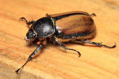 Rhinoceros Beetle, Golofa eacus (Scarabaeidae: Dynastinae)
