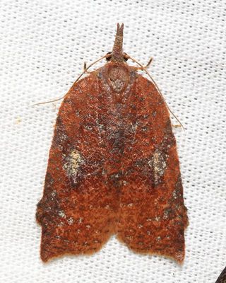 Leafroller Moth (Tortricidae: Tortricinae)