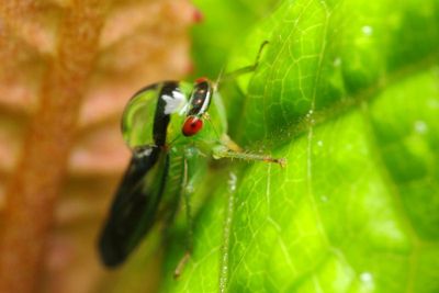 Leafhopper, Gypona sp. (Cicadellidae: Iassinae)