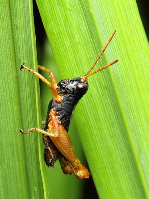 Grasshopper (Acrididae: Ommatolampidinae)