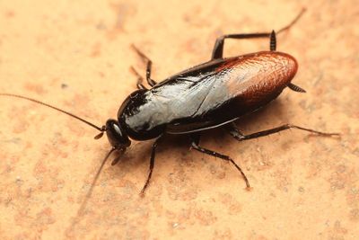Cockroach (Blattodea)