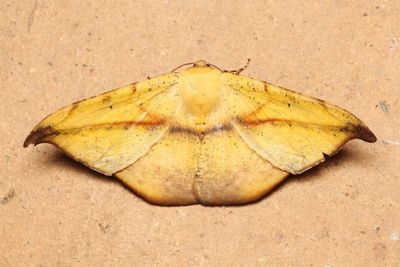 Oxydia sp. (Geometridae: Ennominae)