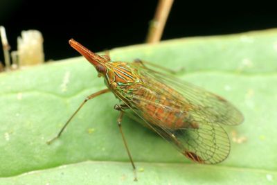 Planthopper (Dictyopharidae)