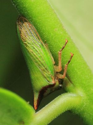 Treehopper (Membracidae)