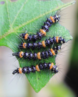 Silk Moth Caterpillars, Cerodirphia cf. (Saturniidae: Hemileucinae)