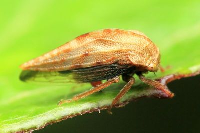 Treehopper, Creonus sp. (Membracidae: Smiliinae)