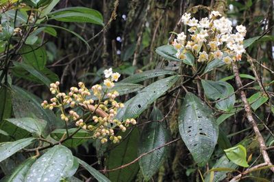 Glossy Miconia, Miconia crocea (Melastomataceae)