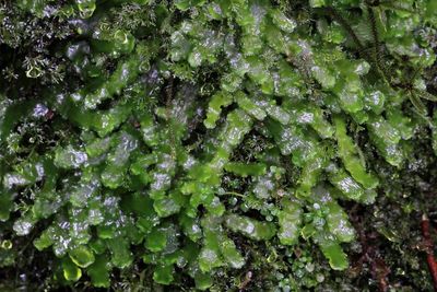 Liverwort, Dumortiera hirsuta (Dumortieraceae)