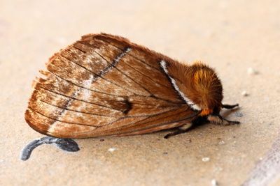 Giant Silk Moth, Pseudodirphia sp. (Saturniidae: Hemileucinae)
