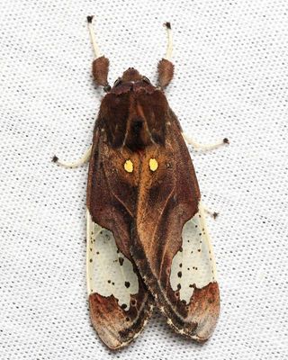 Tiger Moth, Bertholdia sp. (Erebidae: Arctiinae)