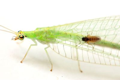 Diptera of Pululahua, Ecuador