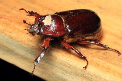 Rhinoceros Beetle, Heterogomphus dilaticollis (Scarabaeidae: Dynastinae)
