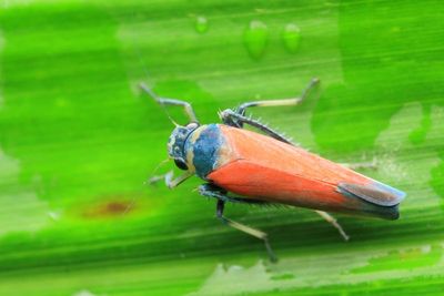 Leafhopper, Cyclogonia cf. serenula (Cicadellidae: Cicadellinae)