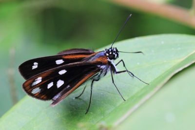 Lepidoptera of Antisana, Ecuador