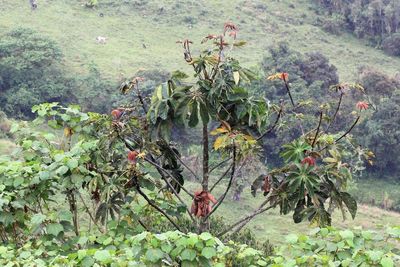 Umbrella Tree, Cecropia sp. (Urticaceae)