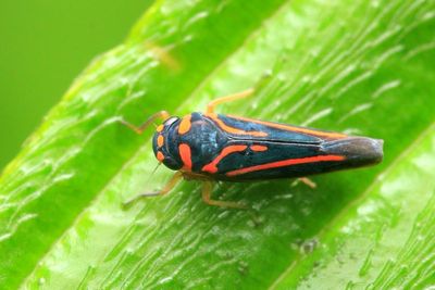 Leafhopper, Juliaca sp. (Cicadellidae: Cicadellinae)