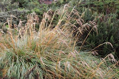 Pampas Grass, Cortaderia sp. (Poaceae)