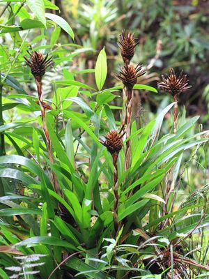 Bromeliad (Bromeliaceae)