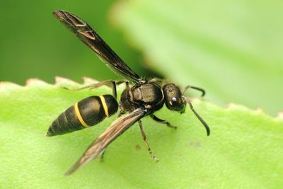 Mason Wasp (Vespidae: Eumeninae)