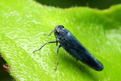 Leafhopper (Cicadellidae: Cicadellinae)
