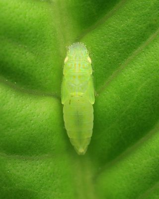 Leafhopper nymph (Cicadellidae: Iassinae)