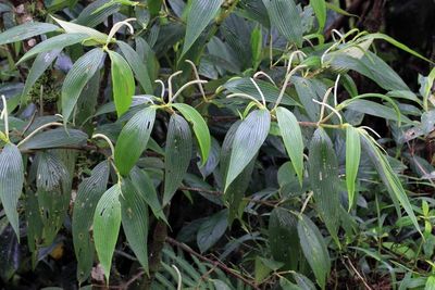 Pepper Plant, Piper sp. (Piperaceae)