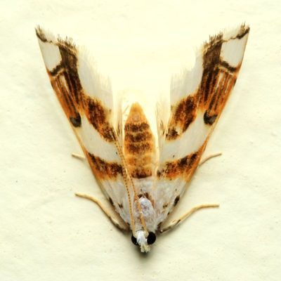 Aquatic Snout Moth (Crambidae: Acentropinae)