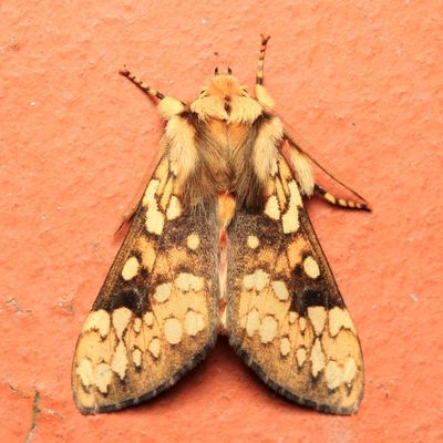 Tiger Moth, Hypocrisias sp. (Erebidae: Arctiinae)