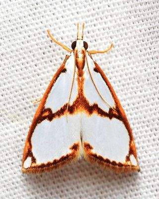 Snout Moth, Argyria nr. insons (Crambidae: Crambinae)