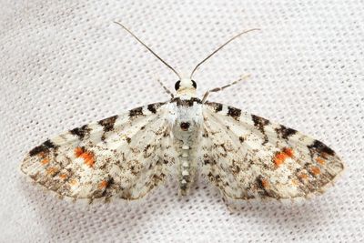 Eupithecia sp. (Geometridae: Larentiinae)