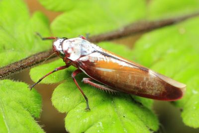 Leafhopper, Onega stella (Cicadellidae: Cicadellinae)