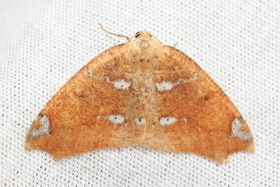 Geometer Moth, Oligopleura sp. (Geometridae: Larentiinae)