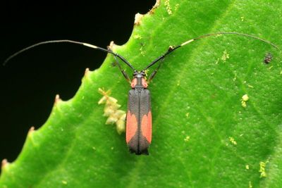 Longhorn Beetle, Miguellus cf. (Cerambycidae: Lamiinae)