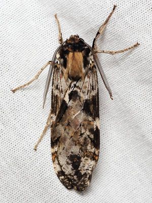 Tiger Moth, Praeamastus sp. (Erebidae: Arctiinae)