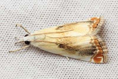Snout Moth (Crambidae: Crambinae)