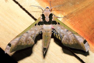 Sphinx Moth, Adhemarius sexoculata (Sphingidae: Smerinthinae)