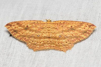 Geometer Moth (Geometridae)