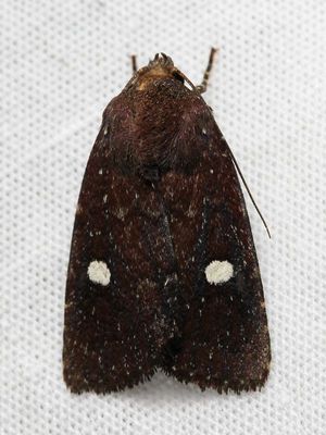 Owlet Moth (Noctuidae: Noctuinae)