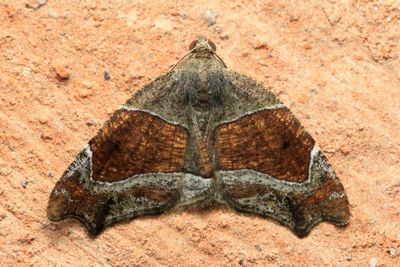 Geometer Moth, Oligopleura sp. (Geometridae: Larentiinae)