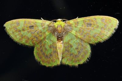 Lepidoptera of Pululahua, Ecuador