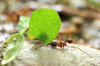 Leafcutter Ant, Acromyrmex sp. (Formicidae: Myrmicinae)