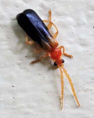 Soldier Beetle, Discodon sp. (Cantharidae: Silinae)