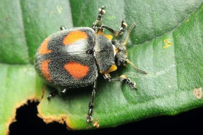 Leaf Beetle, Trichomela cf. (Chrysomelidae: Chrysomelinae)