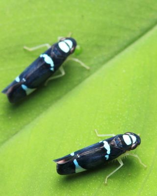 Leafhoppers, Erythogonia ekila (Cicadellidae: Cicadellinae)