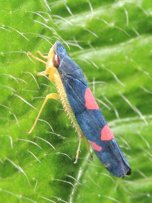 Leafhopper, Pachitea subflava (Cicadellidae: Cicadellinae)