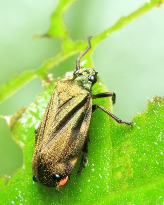 Spittlebug, Zulia sp. (Cercopidae: Ischnorhininae)