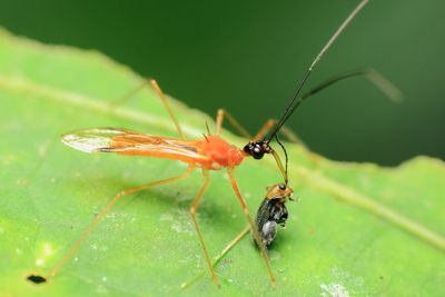 Assassin Bug, Repipta sp. (Reduviidae: Harpactorinae)