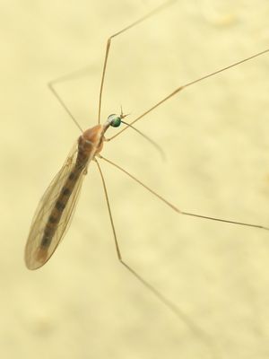 Crane Fly, Toxorhina sp. (Limoniidae: Limoniini)