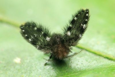 Moth Fly, Alepia sp. (Psychodidae)