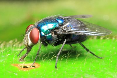 Greenbottle Fly, Lucilia eximia (Calliphoridae)